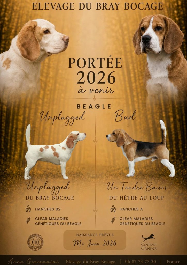 Portée Beagle mi juin 2026