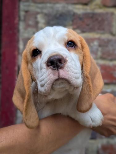Bambino