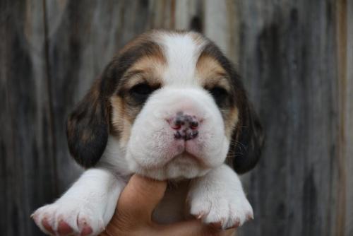 chiot beagle 3 semaines, chito beagle tricolore