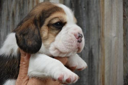 chiot beagle, beagle puppy