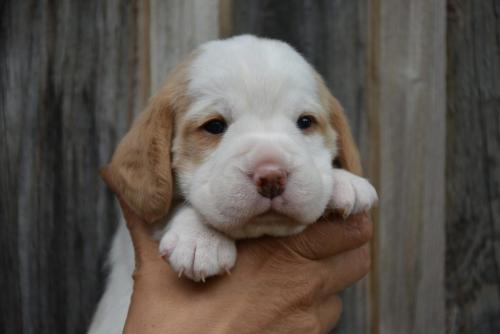 chiot lemon femelle, beagle puppy
