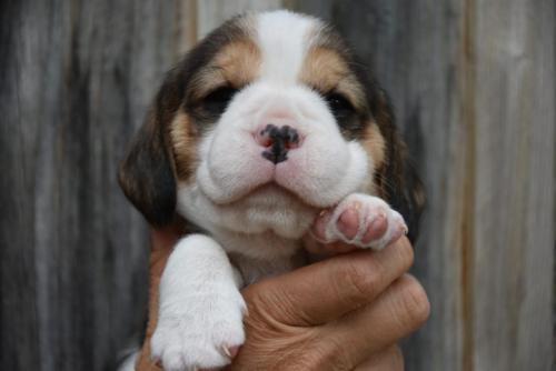 beagle puppy female, ciot beagle femelle tricolore