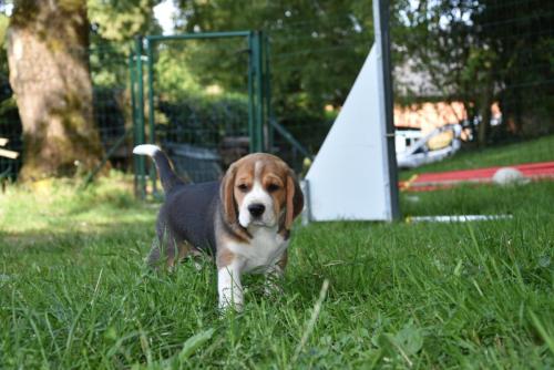 chiot beagle