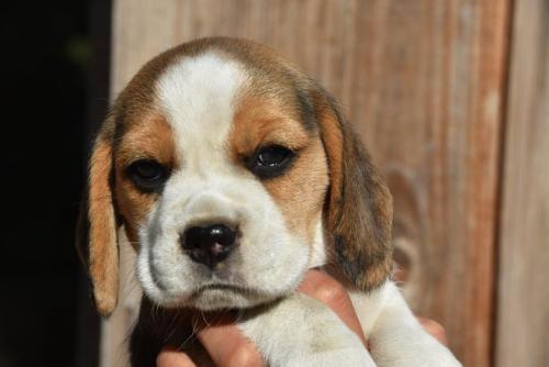 chiot beagle